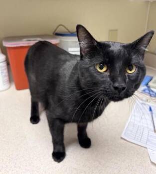 Bucky -  Domestic Short Hair Cat for Adoption in Black Eagle, Montana - Bucky | PetCurious