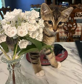 Darling Daniel -  Domestic Short Hair Cat for Adoption in Stamford, Connecticut - Darling Daniel | PetCurious