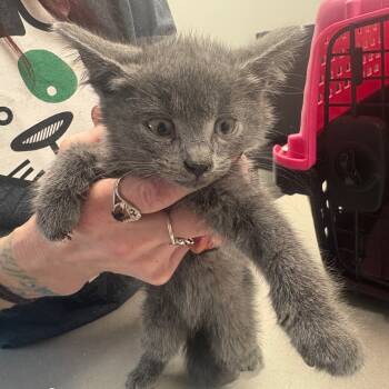 Rescue Domestic Short Hair Cats for Adoption in Oak Park, Illinois - Frog | PetCurious