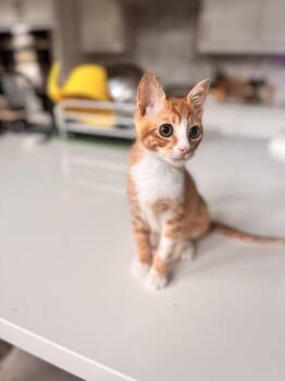 Domestic Short Hair Cats Available for Adoption in Rosenberg, Texas - Jupiter Waffle | PetCurious