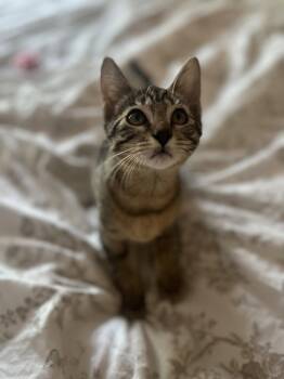 Sky -  Domestic Short Hair Cat for Adoption in The Woodlands, Texas - Sky | PetCurious