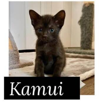 Kamui -  Domestic Short Hair Cat for Adoption in Vacaville, California - Kamui | PetCurious