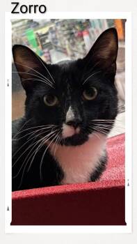 Zorro -  Domestic Short Hair Cat for Adoption in Caistor Centre, Ontario - Zorro | PetCurious