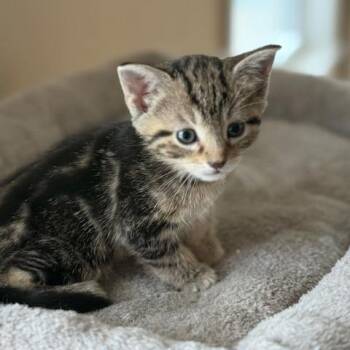 Cashew -  Domestic Short Hair Cat Available for Adoption in La Grange, Kentucky - Cashew | PetCurious