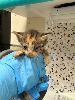 CHINA -  Domestic Short Hair Cat for Adoption in Riverside, California - CHINA | PetCurious