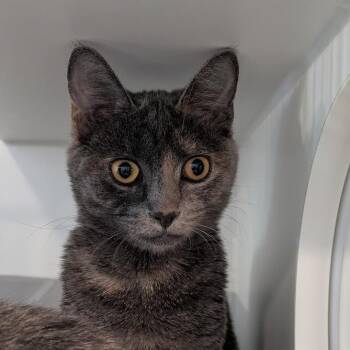 Ashley -  Domestic Short Hair Cat for Adoption in South Burlington, Vermont - Ashley | PetCurious