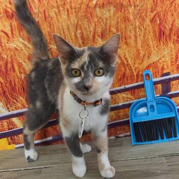 Pixel -  Domestic Short Hair Cat for Adoption in Normal, Illinois - Pixel | PetCurious