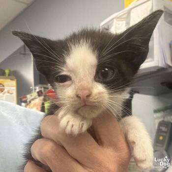 Domestic Short Hair Cats Available for Adoption in Washington, District Of Columbia - Colt | PetCurious