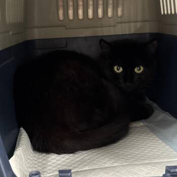 Odette -  Domestic Short Hair Cat for Adoption in Salt Lake City, Utah - Odette | PetCurious