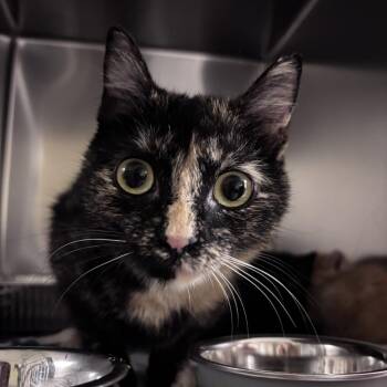 String Bean -  Domestic Short Hair Cat for Adoption in Asheville, North Carolina - String Bean | PetCurious