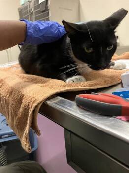 Domestic Short Hair Cats Available for Adoption in Long Beach, California - GARY | PetCurious