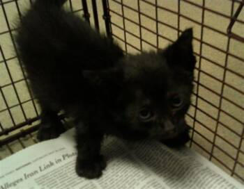 A2477105 -  Domestic Short Hair Cat for Adoption in Fort Lauderdale, Florida - A2477105 | PetCurious