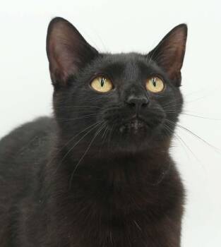 Bombay and Bengal Cats Available for Adoption in Bedford Hills, New York - Squirrel Is Just Darn Cute - Licorice Love Bug - Loves Her Bro F | PetCurious