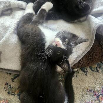 Domestic Short Hair Cats Available for Adoption in Pleasant Hill, California - Dough Ball | PetCurious