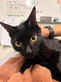 Gravy Boat -  Domestic Short Hair Cat for Adoption in Fall River, Massachusetts - Gravy Boat | PetCurious