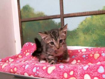 VIVIAN -  Domestic Short Hair Cat for Adoption in Houston, Texas - VIVIAN | PetCurious