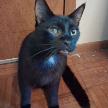 Draco -  Domestic Short Hair Cat for Adoption in Huntington, West Virginia - Draco | PetCurious