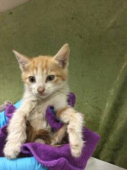 Domestic Short Hair Cats Available for Adoption in Riverside, California - GARLIC | PetCurious