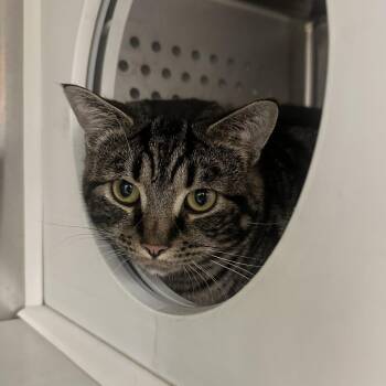 Samson -  Domestic Short Hair Cat for Adoption in Pittsburgh, Pennsylvania - Samson | PetCurious