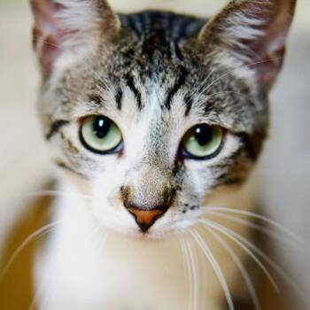 Mint -  Domestic Short Hair and Tabby Cat for Adoption in Escondido, California - Mint | PetCurious