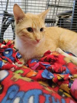 Domestic Short Hair Cats Available for Adoption in Beatrice, Nebraska - Mister Marmalade | PetCurious