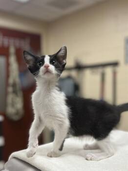 PIPER -  Domestic Short Hair Cat for Adoption in Aliquippa, Pennsylvania - PIPER | PetCurious
