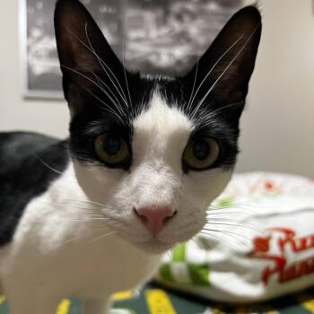 Domestic Short Hair Cats Available for Adoption in Saint Paul, Minnesota - Half Moon AKA Moonie | PetCurious