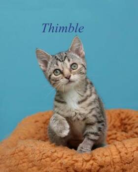 Thimble -  Domestic Short Hair Cat for Adoption in Parma, Ohio - Thimble | PetCurious