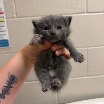 Gracie -  Domestic Short Hair Cat for Adoption in Bristol, Indiana - Gracie | PetCurious