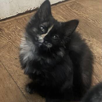 Suzie Coleman -  Domestic Medium Hair Cat for Adoption in Morrison, Colorado - Suzie Coleman | PetCurious