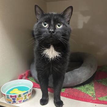 Walter -  Domestic Short Hair Cat for Adoption in Conway, New Hampshire - Walter | PetCurious