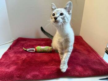 Peter Pan -  Domestic Short Hair and Siamese Cat for Adoption in Park Hill, Oklahoma - Peter Pan | PetCurious