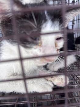 A662395 -  Domestic Short Hair Cat for Adoption in Houston, Texas - A662395 | PetCurious
