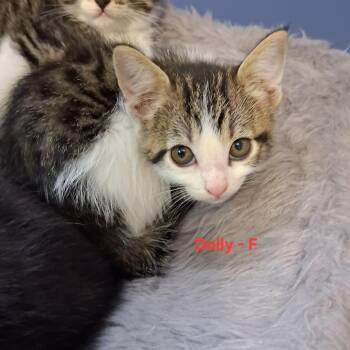 Dolly C12373 -  Domestic Short Hair Cat for Adoption - Dolly C12373 | PetCurious