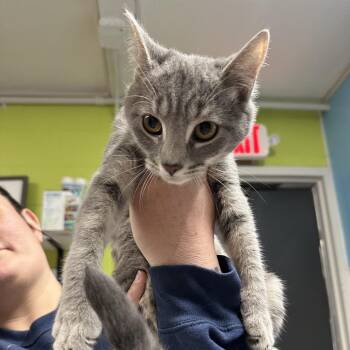 Domestic Short Hair Cats Available for Adoption - Shovel | PetCurious