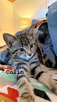 Colina -  Domestic Short Hair Cat for Adoption in Murfreesboro, Tennessee - Colina | PetCurious