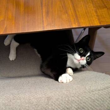 Domestic Short Hair Cats Available for Adoption in Chicago, Illinois - Leonard | PetCurious