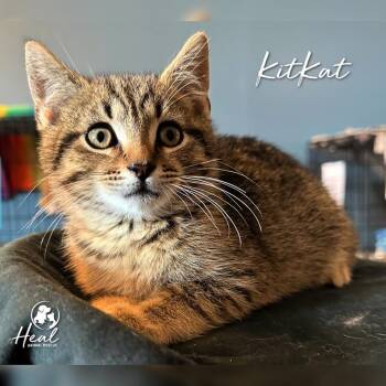 KitKat -  Domestic Short Hair Cat for Adoption in Youngwood, Pennsylvania - KitKat | PetCurious