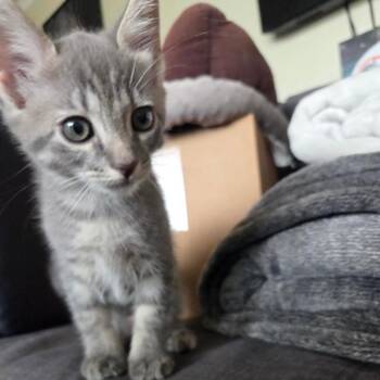 Domestic Short Hair Cats Available for Adoption in Brea, California - Hummus | PetCurious