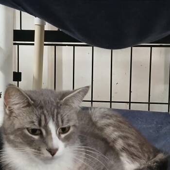 Athena -  American Shorthair Cat for Adoption in Iowa Falls, Iowa - Athena | PetCurious