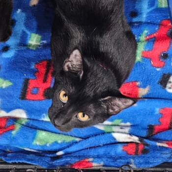 Ellie -  Domestic Short Hair Cat for Adoption in Corydon, Indiana - Ellie | PetCurious