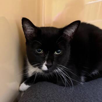Ticu -  Domestic Short Hair Cat for Adoption in East Hanover, New Jersey - Ticu | PetCurious