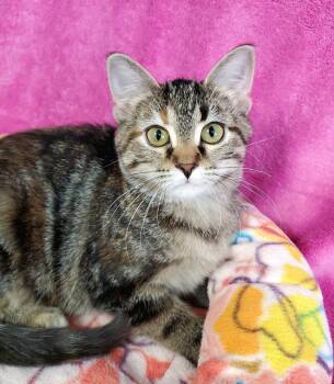 Sage -  Domestic Short Hair Cat for Adoption in Greenville, Illinois - Sage | PetCurious