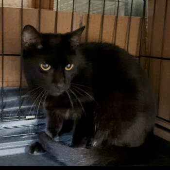 Rescue Domestic Short Hair Cats for Adoption in Long Beach, California - Tinkerbell | PetCurious