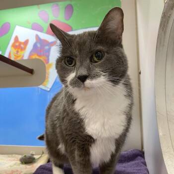 Domestic Short Hair Cats Available for Adoption in Cheyenne, Wyoming - Boo | PetCurious