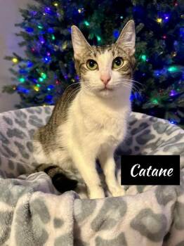 Rescue Domestic Short Hair Cats for Adoption in Shrewsbury, Massachusetts - Catane | PetCurious