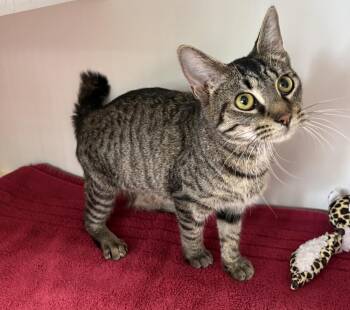 Summer -  Domestic Short Hair and Manx Cat for Adoption in Rochester, Indiana - Summer | PetCurious