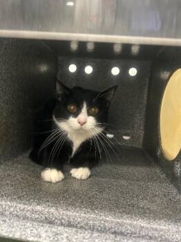 Blossom -  Domestic Short Hair Cat for Adoption in Fruit Heights, Utah - Blossom | PetCurious