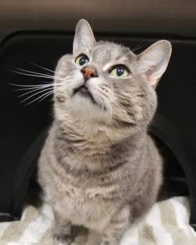 Rescue Domestic Short Hair Cats for Adoption in Fishers, Indiana - George | PetCurious