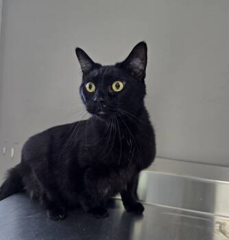 Rescue Domestic Short Hair Cats for Adoption in Dickson, Tennessee - Mack | PetCurious